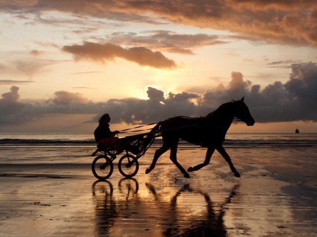 beach horse photo